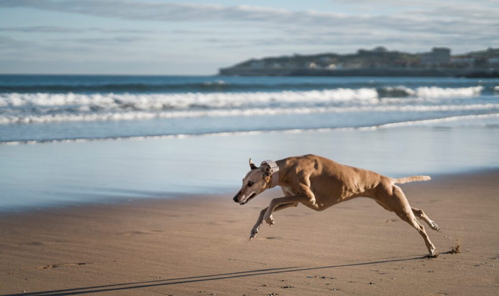 Some NZ greyhound dogs have been sent to Australia but most are to be rehomed. Photo: stock/magnific