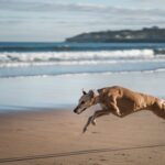 Greyhound racing in NZ ends as Tasmania pushes voluntary exit scheme