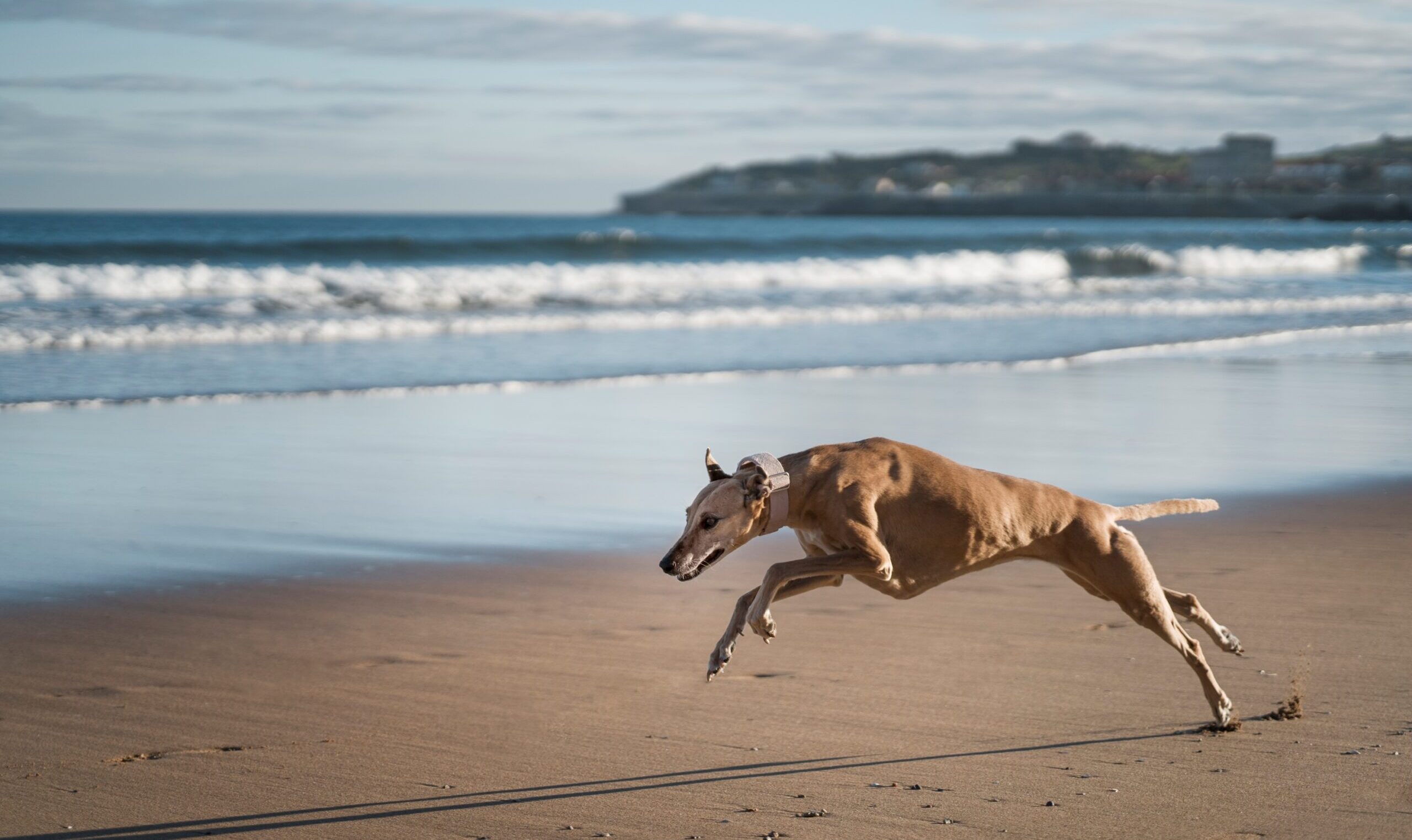 Some NZ greyhound dogs have been sent to Australia but most are to be rehomed. Photo: stock/magnific
