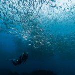 Public urged to have a say in new marine park plans as Greenpeace welcomes news