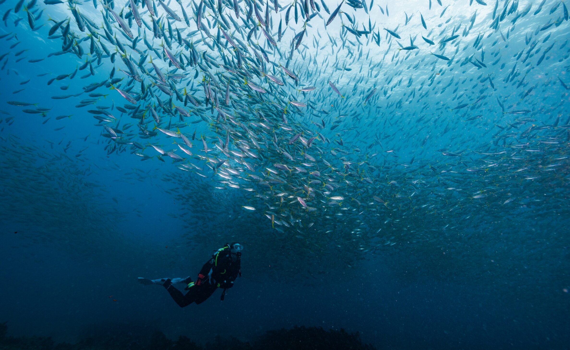 public ... A scuba diver among a big school of yellowtail fusiliers in Bowen Island, Jervis Bay. Photo: Greenpeace / Harriet Spark