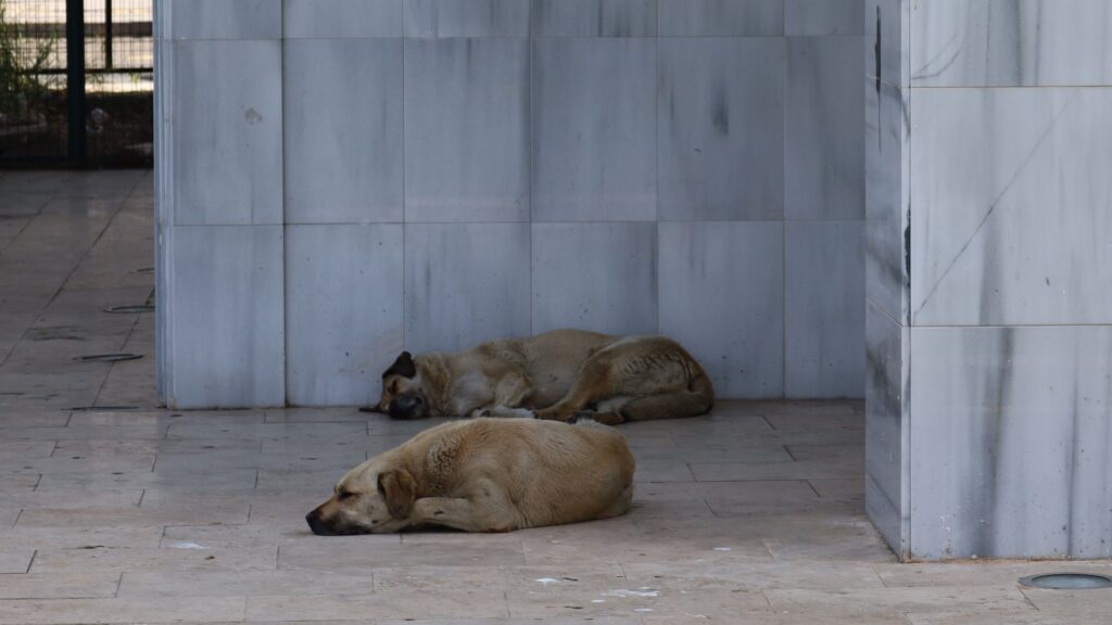 The most fines (90) handed out over stray dogs this year were for insecure closures, says council. Photo: melike on www.pexels.com
