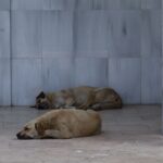 Stray dogs a growing problem for Townsville amid calls for owners to take greater care