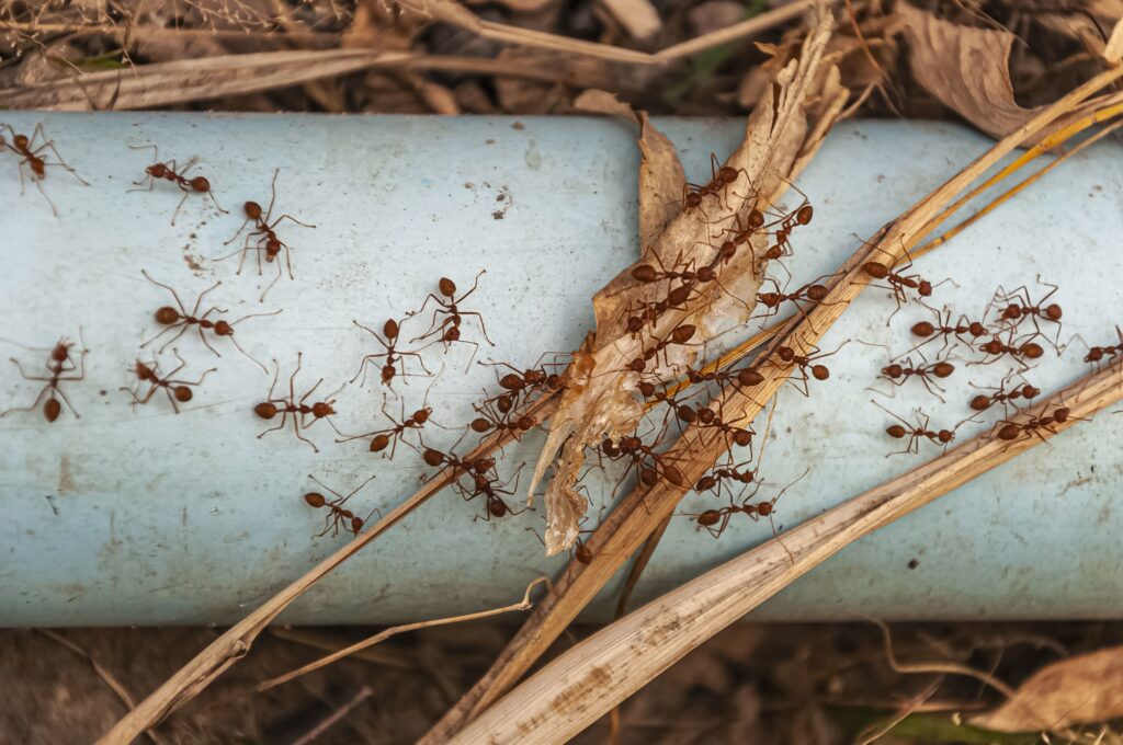 CDU lecturer Dr Reem Sherif says ‘swarms’ of AI agents, like ants, can detect and track illegal blockchain transactions. Photo: wirestock on Magnific