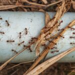 Ants, bees inspire AI swarm modelling to identify, track blockchain money laundering.