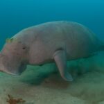 Dugong numbers in the Gulf are falling, says first survey in 18 years