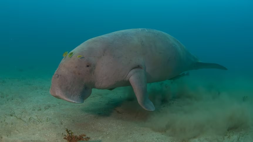A dugong feeding on seagrass meadows: Photo: JCU TropWater
