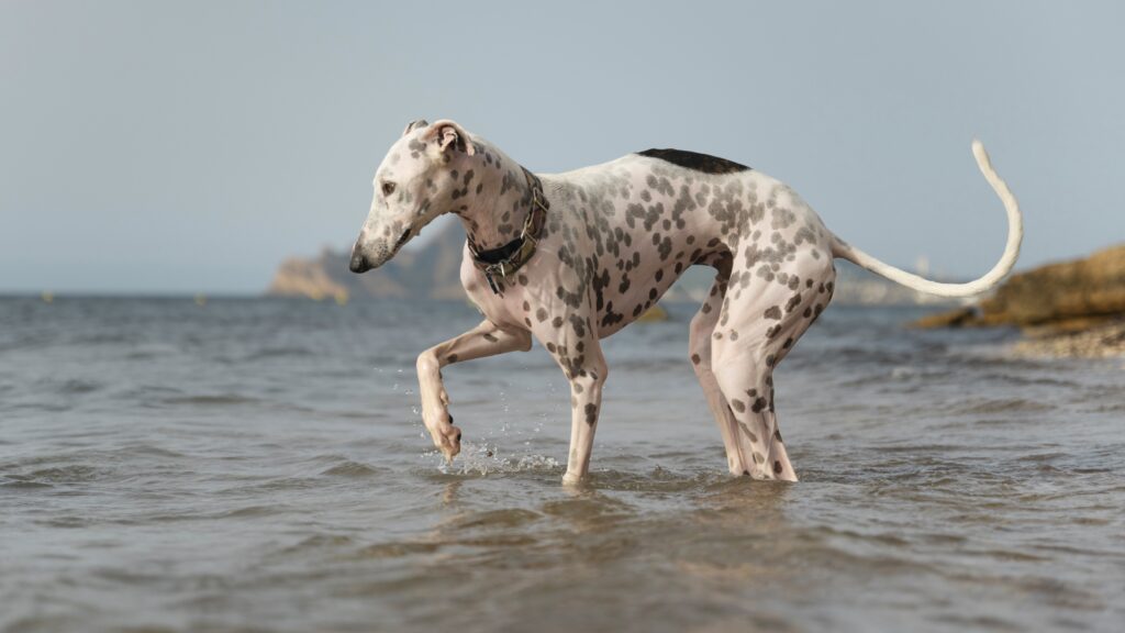 draft plan ... The Tasmanian government has attacked the state opposition over its support for greyhound racing. Photo by magnific