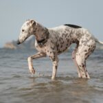 Draft greyhound plan released as Tasmanian parliament weighs up ban
