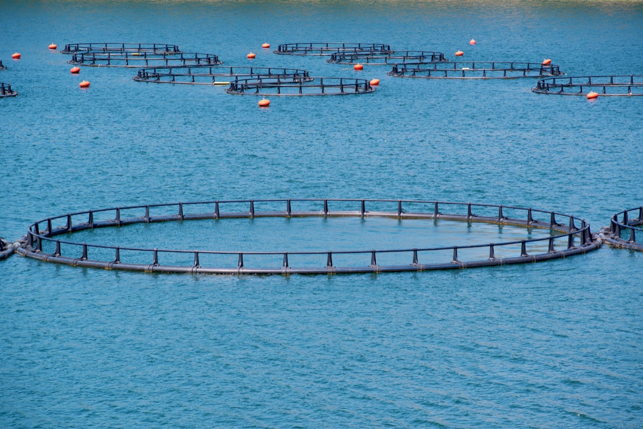 Circular fish pens at an aquaculture farm, relevant to the aquaculture feed import review