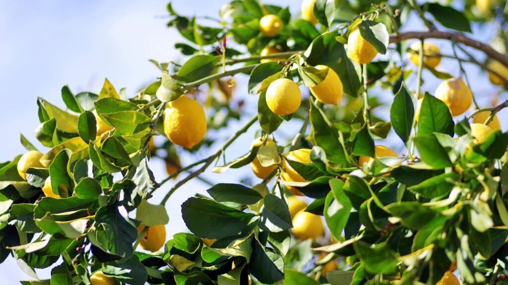 Ripe lemons hanging on a tree, Korea lemon exports